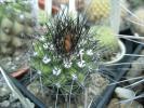 Copiapoa humilis - boboci