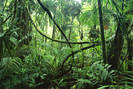 Jungle