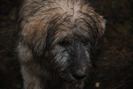 GERULA
