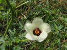 Hibiscus salbatic