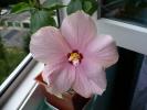 hibiscus roz