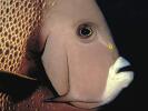 fisheyecut