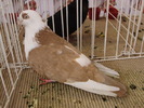 galati 4