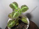 Episcia Fanny Haague