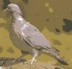 wood pigeon