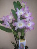 Orhidee Dendrobium Nobile 12 oct 2009 (1)