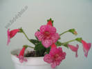 Kohleria Laura 1