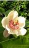 Magnolia_Watsoni