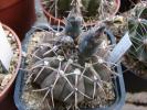 Gymnocalycium vatterii