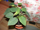 STEAUA CRACIUNULUI(EUPHORBIA)
