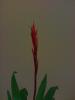 Vriesea