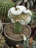 Turbinicarpus f. cristata