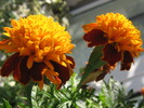 octombrie 038