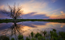 1935_theguardiantree_2560x1600