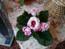 gloxinia roz-alb 1