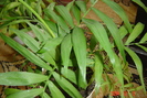 chamedoreea