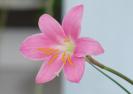 zephyranthes
