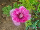 Anemona roz