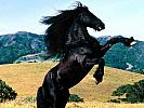 wallpapers-free-horse
