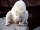 Imagini Animale Salbatice Imagini Ursi Polari Wallpapers[1]