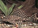 Pterygoplichthys%20gibbiceps