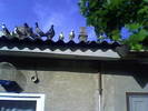 Sedat 004