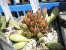 Adromischus cristatus v. clavifolius - 29.04