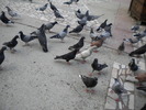DSCN0129