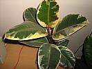ficus