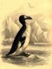 great-auk-thumb-350-0-192