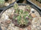 Gymnocalycium asterium