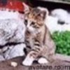 animale__avatare-cu-pisicute-24_jpg_85_cw85_ch85