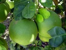 fructe pomelo