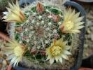 Mammillaria bocasana ssp. eschauzieri