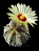 ASTROPHYTUM