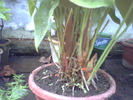 Anthurium