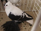 randunica 1