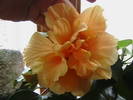 Picture 047