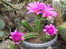 Echinocereus vierechi v. moricali
