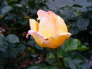 DSCF3721