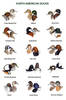 North American Ducks_jpg