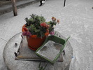 DSCF2208