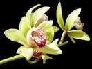 Orhidee