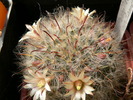 mammillaria_aurihamata