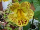 mimulus