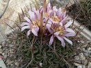 echinofossulocactus_sulphureus