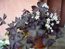 Picture 053
