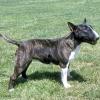MINIATURE BULL TERRIER