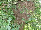 DSCF1428