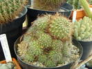 2. Rebutia ?